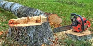 Best Tree Maintenance Programs  in Alexandria, VA
