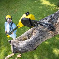 Best Tree Disease Treatment  in Alexandria, VA