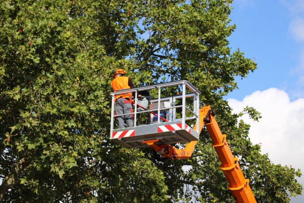 How Our Tree Care Process Works  in  Alexandria, VA