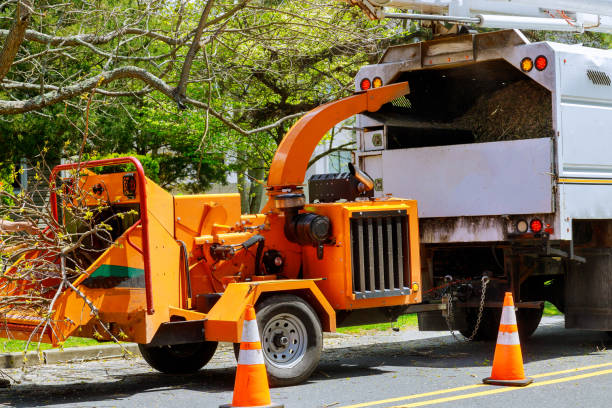 Best Tree Removal  in Alexandria, VA