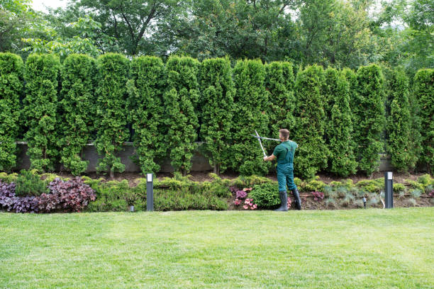 Best Tree Health Inspection  in Alexandria, VA