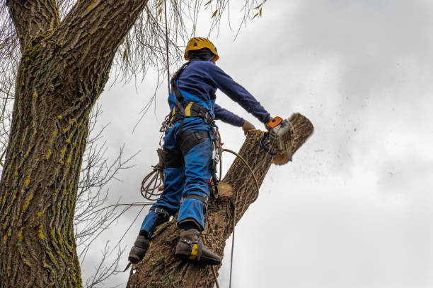 Reliable Alexandria, VA Tree Services Solutions