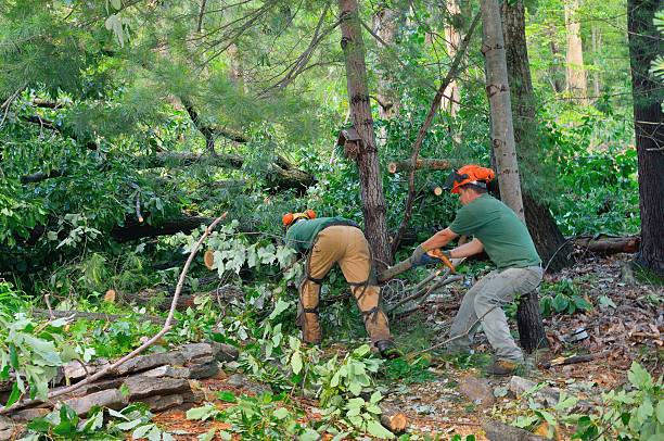 Best Lawn Renovation and Restoration  in Alexandria, VA