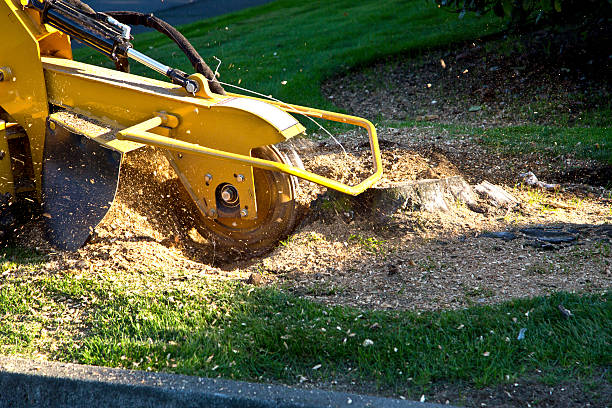Best Emergency Tree Removal  in Alexandria, VA