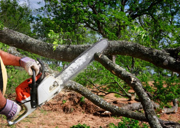 Best Tree Cabling and Bracing  in Alexandria, VA